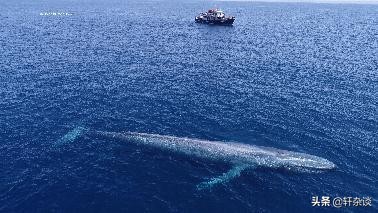 世界上最大最重动物,从古至今陆地上最大的动物