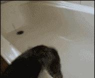 猫咪特别怕水是不是就不能洗澡,不怕洗澡的猫咪