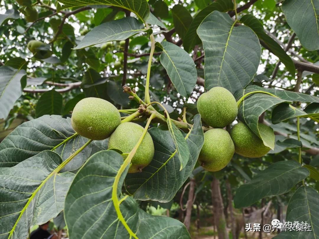 青州民宿桐峪里价格,青州桐峪里民宿有树屋吗