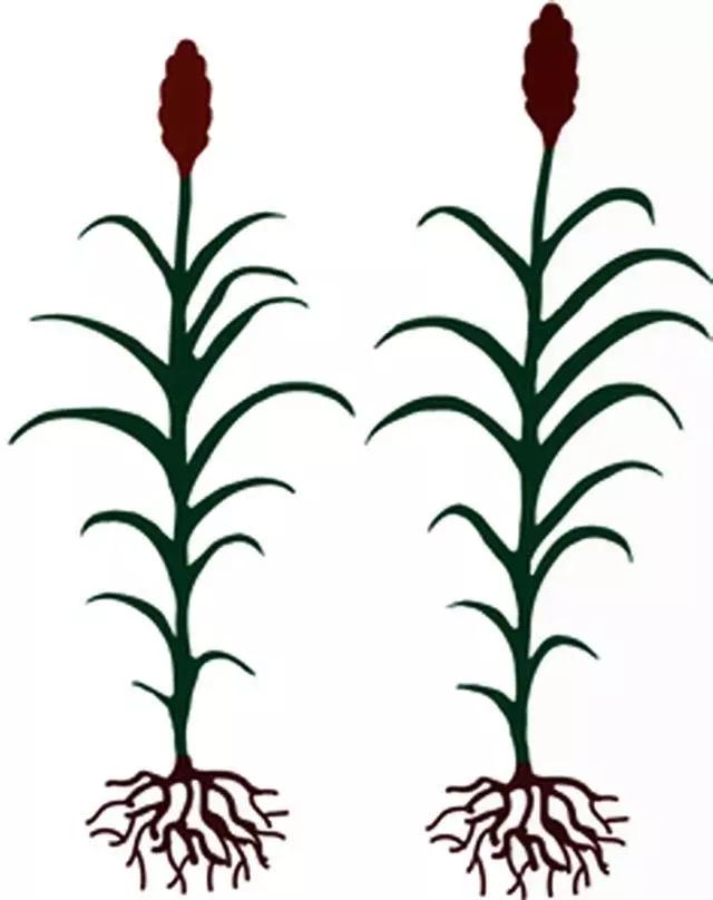 高粱全世界都有吗,高粱为何如今在中国很少见了