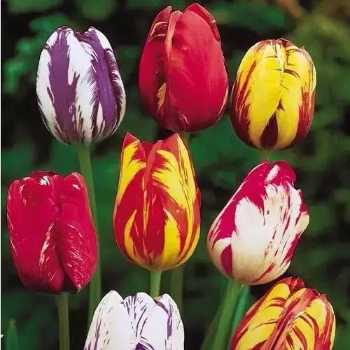 中国十大名贵稀有植物物种,全身是宝的名贵植物有哪些