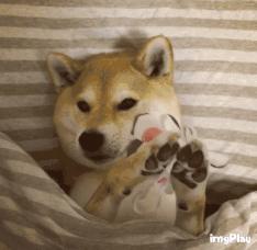 范冰冰平价面霜测评,pola范冰冰面霜