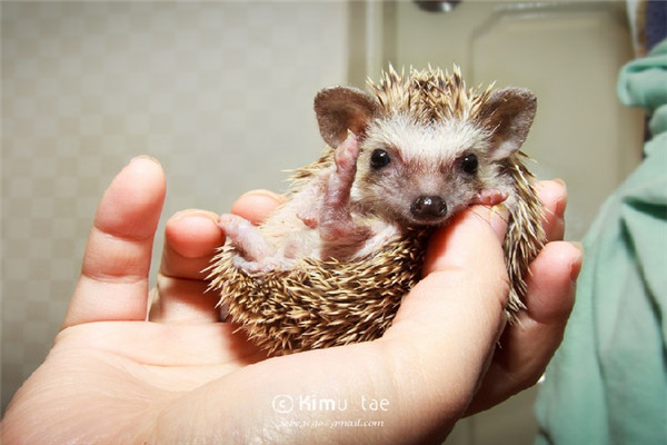 我和刺猬之间的趣事,阅读刺猬趣事