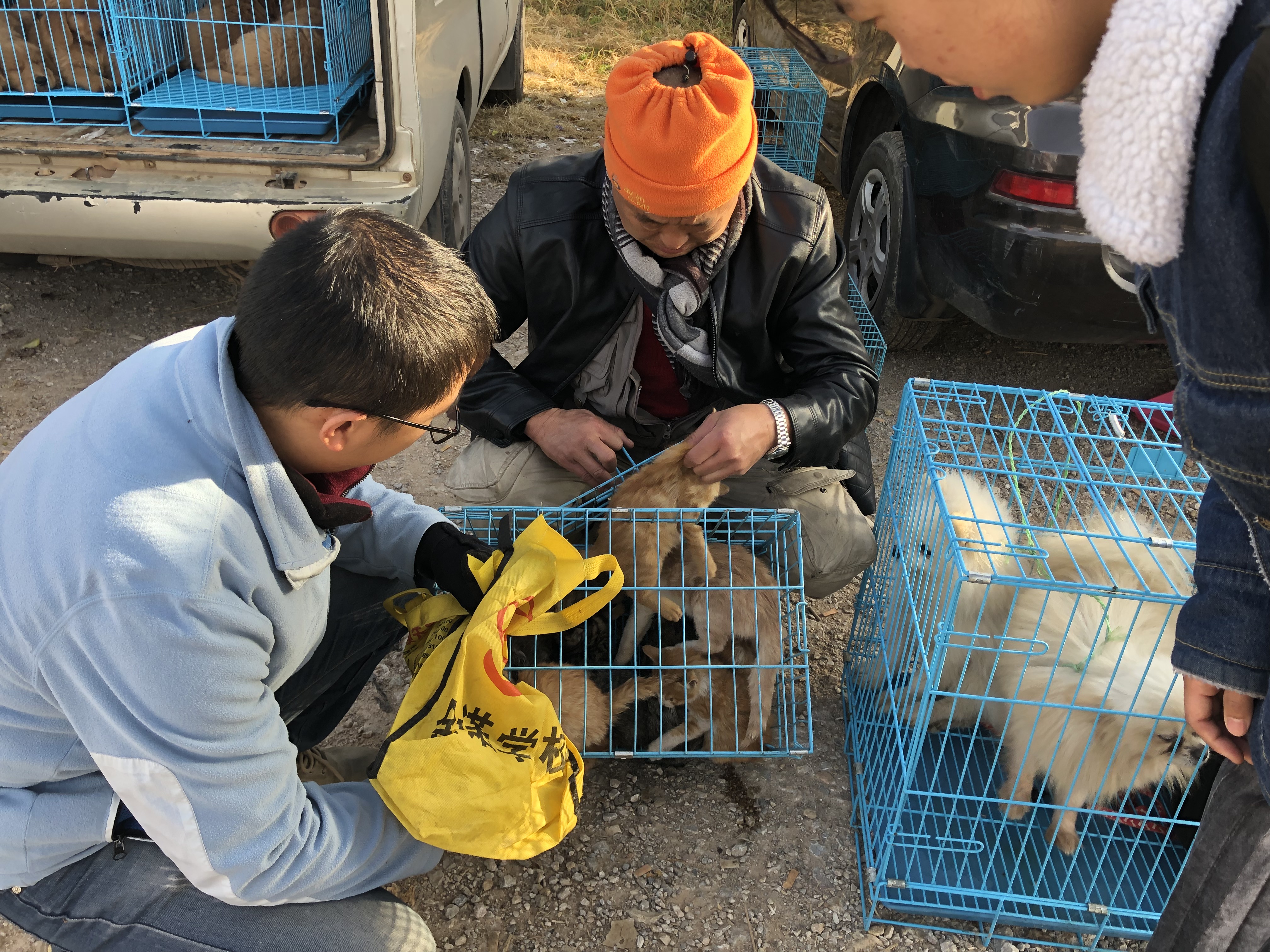 一只土猫多少钱最便宜,土猫多少钱一只能买到