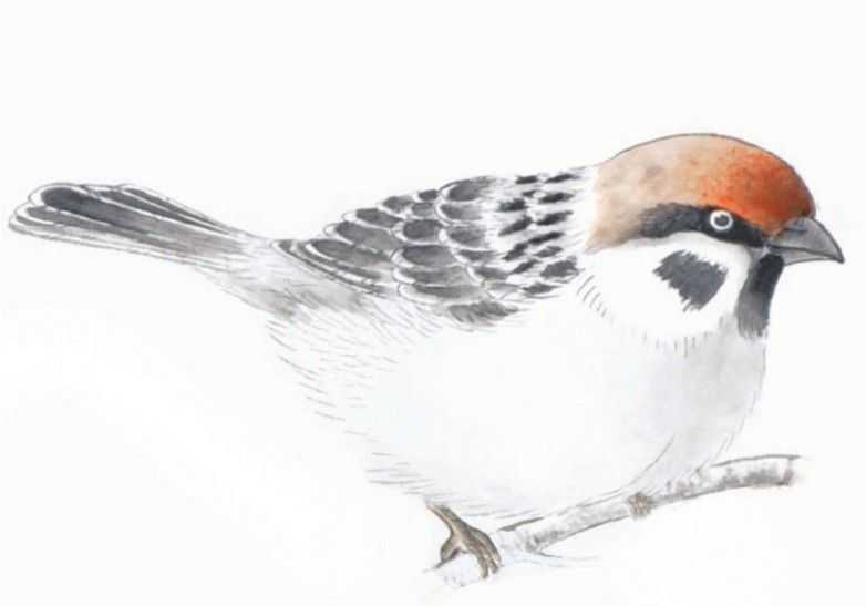 禽鸟工笔画法：分步骤讲解麻雀白描的设色技法，简单易学，收藏