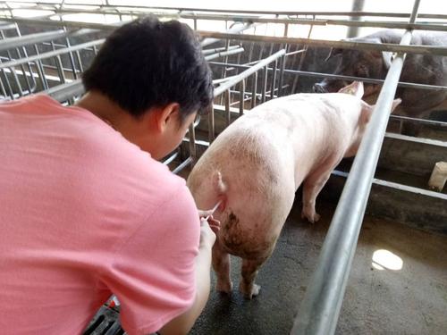 母猪不发情用什么药最特效：不到万不得已，不要用激素