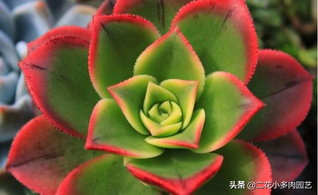 365种·常见花卉图谱，观果和多肉植物收藏篇