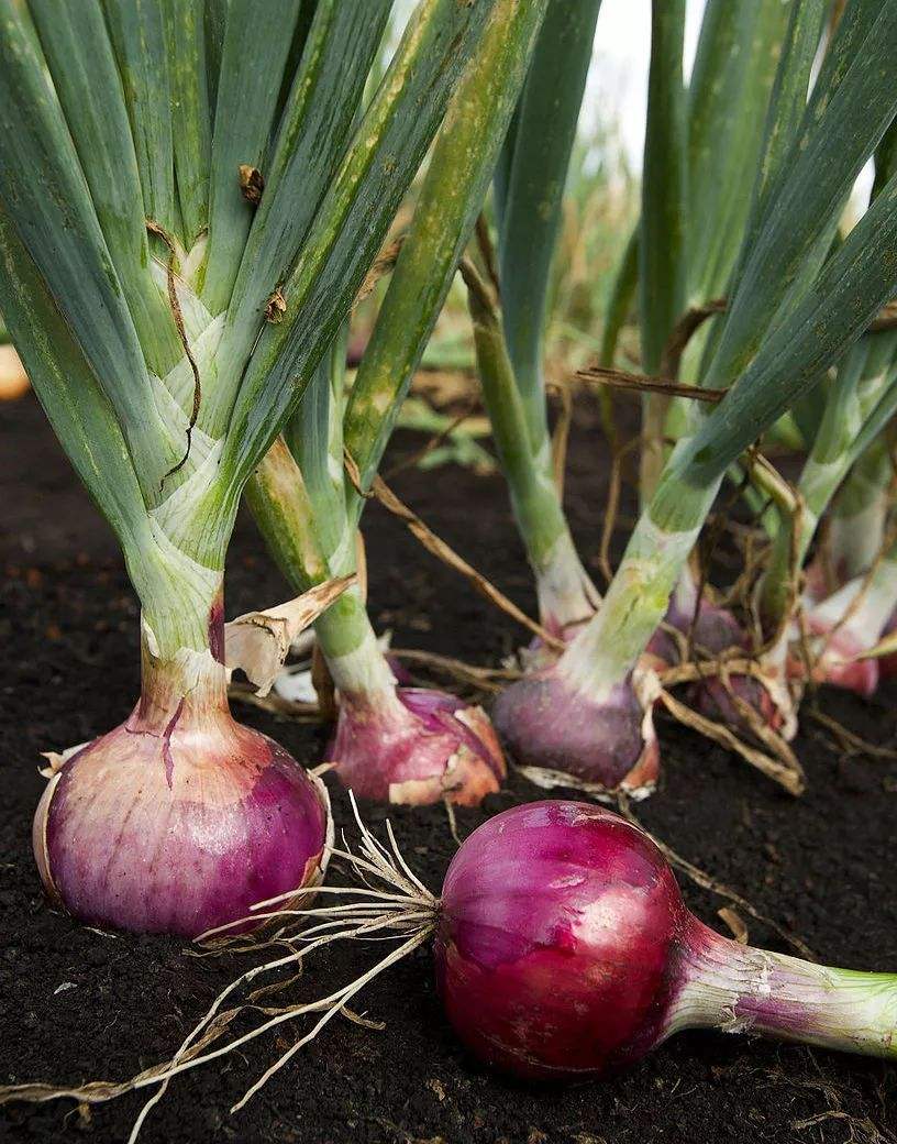 “吉祥如意”的洋葱