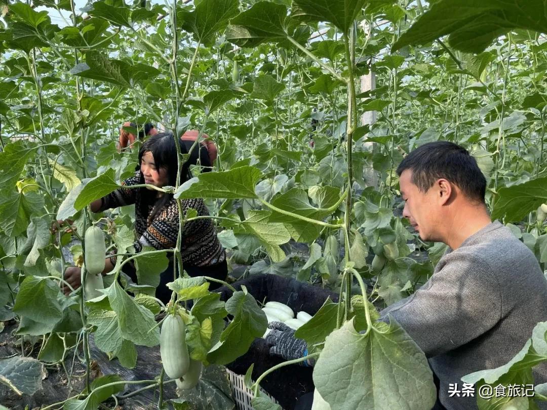 这瓜一肚子蜜汁,掰开就漏!闻着香、咬着脆、一口下去甜到醉