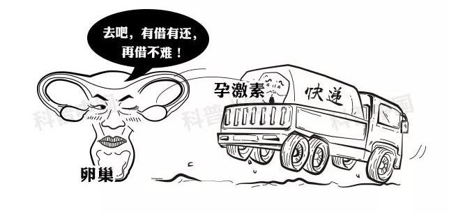 正经科普！避孕药在体内究竟经历了什么…