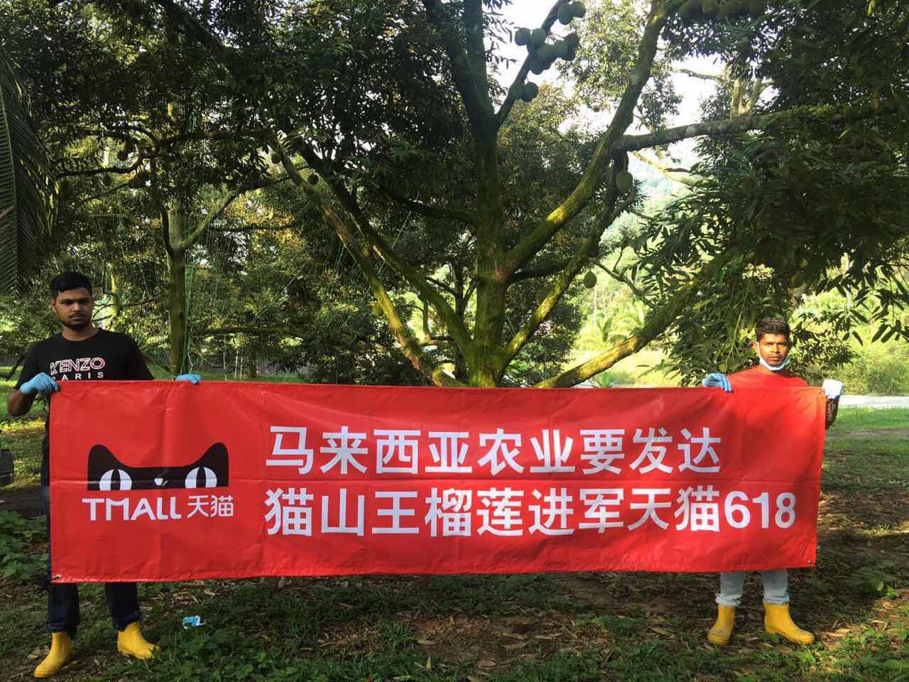 马来“猫山王”解禁！天猫618首发84元，泰国金枕遇强劲对手