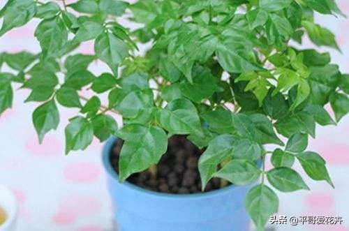 养花该怎么修剪花根,养花新手修剪步骤图解