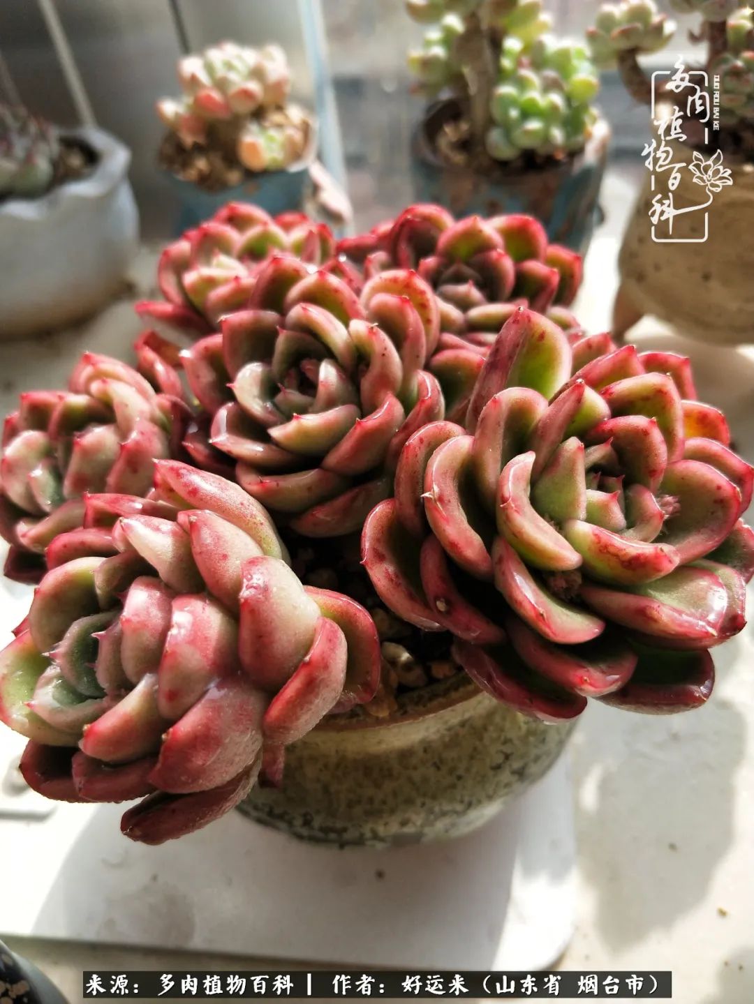 这世上怎么会有那么可爱的小可爱,这世上怎么有这么可爱的小生物