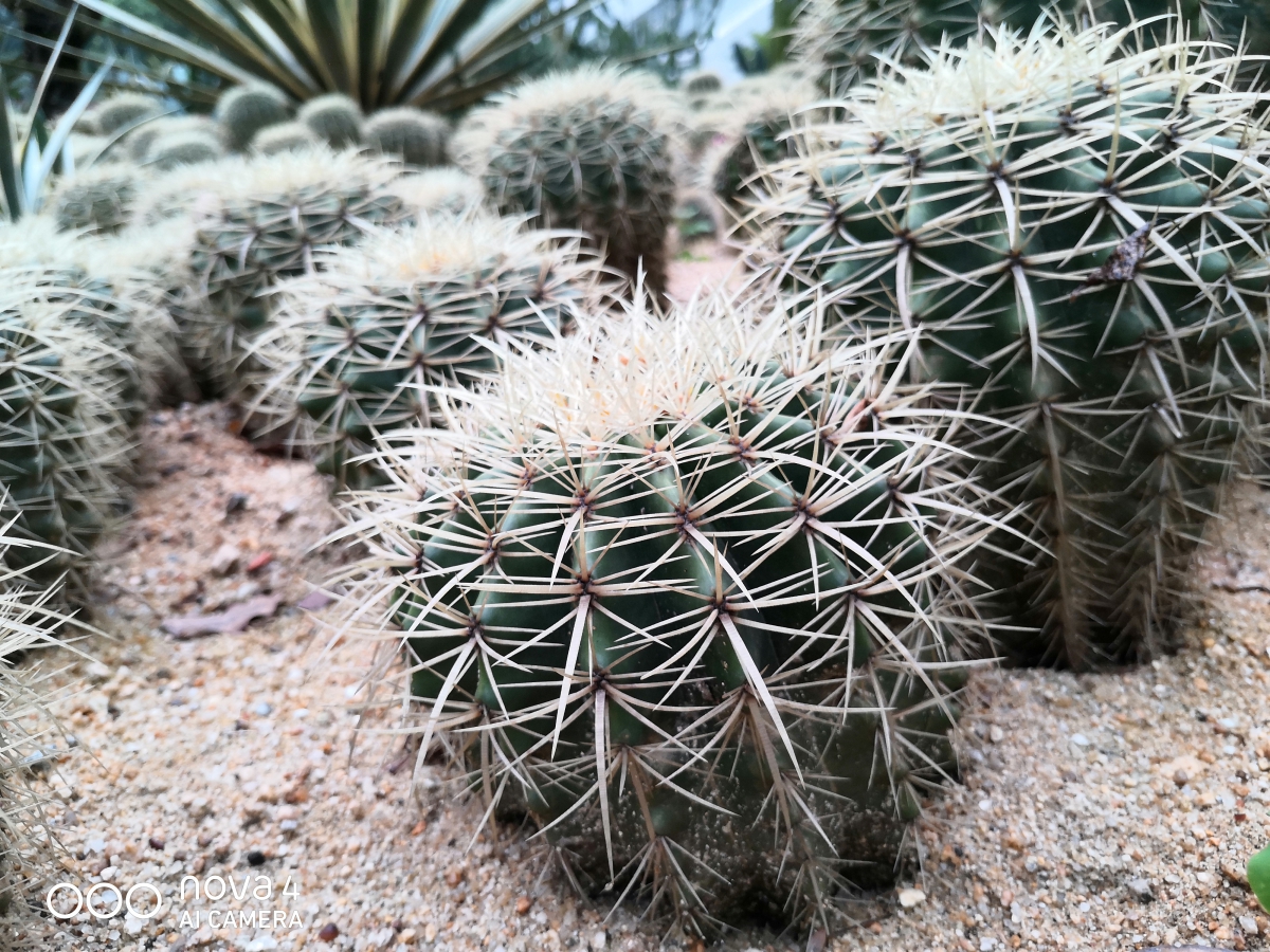 华为nova4最好用的10.0版本,华为nova4有望升级4.0吗