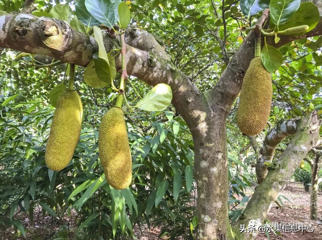 水果天堂：海南水果品种及上市时间表