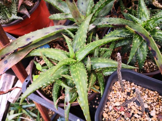 家里去甲醛养什么植物好,什么盆栽吸收甲醛最好