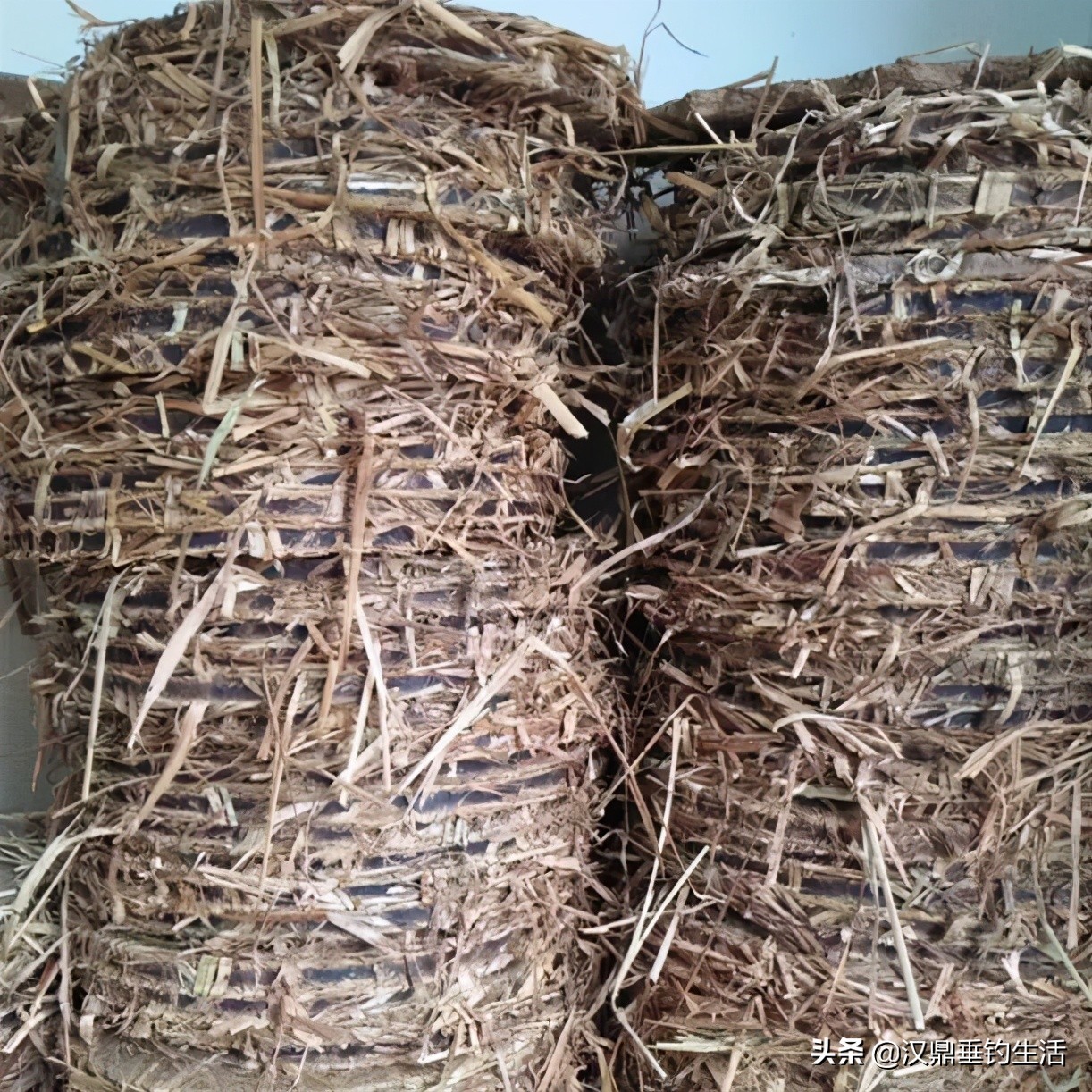 菜籽饼香味能钓鲢鳙吗,菜籽饼打隔夜窝钓鱼