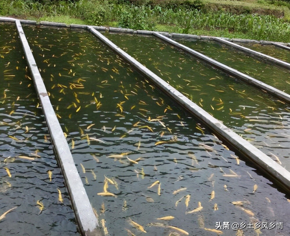 黑鱼的养殖知识和技术视频,黑鱼养殖技术及方法