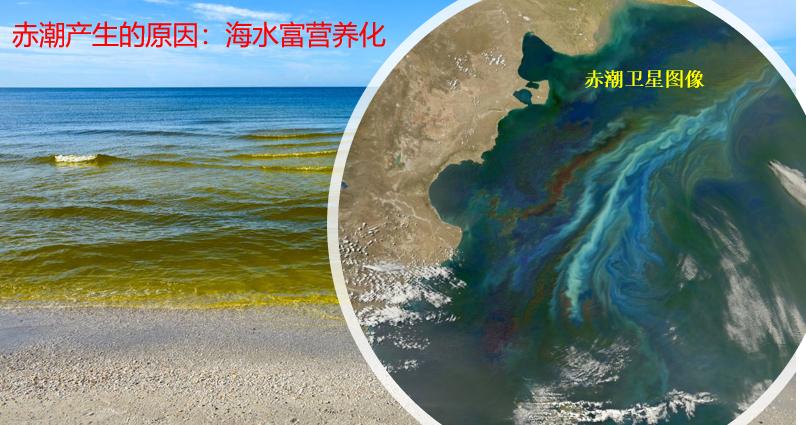 网箱养鱼死了,网箱养鱼生财之路