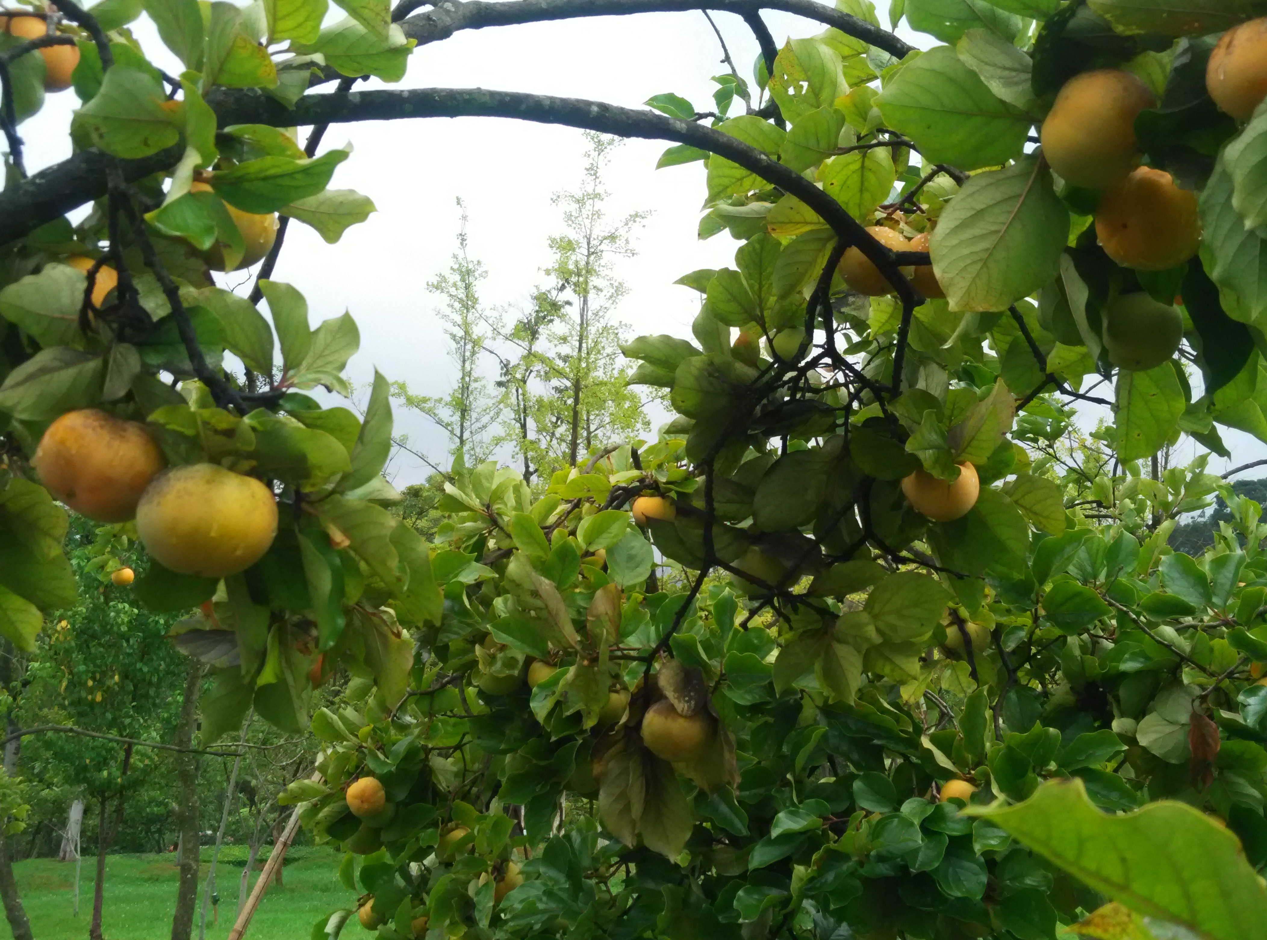 云南旅游酒店一间瓦舍,云南旅游一大一小多少钱