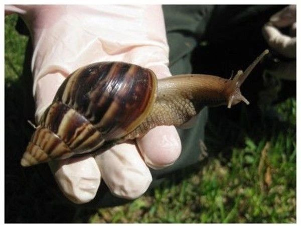 注意啦！非洲大蜗牛出没，食用可致脑膜炎，对蔬菜危害极大