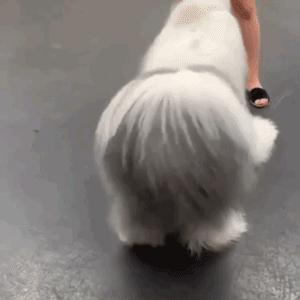 为抢玩具狗子跳起电臀舞！这么搞笑的屁屁可以看一年