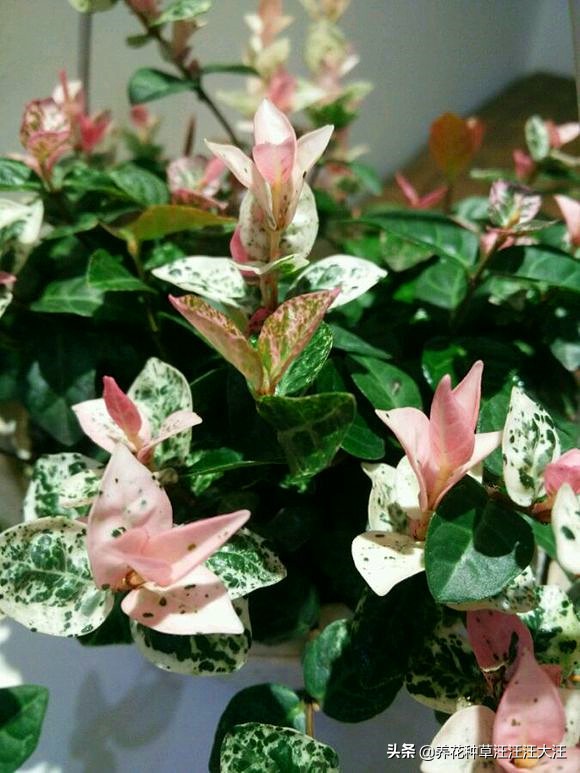 花叶络石要想叶更“花”，养护需要做好这几点，否则花叶变绿叶