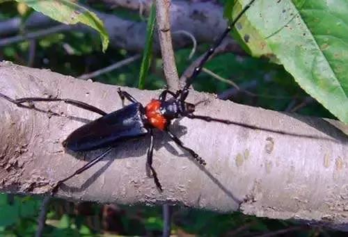 樱桃病虫害防治时间,樱桃病虫害防治及管理专家