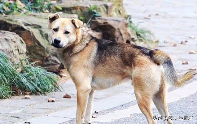 看家土狗尾巴向哪边好,农村俗语狗挡路