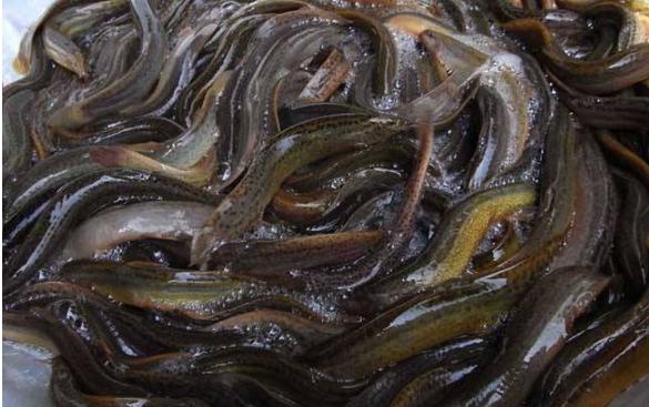 泥鳅养殖技术及前景,泥鳅养殖新技术发展前景