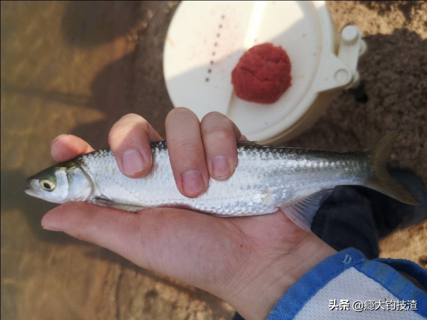 钓白条的正确方法和注意事项,浮钓小白条鱼如何调漂