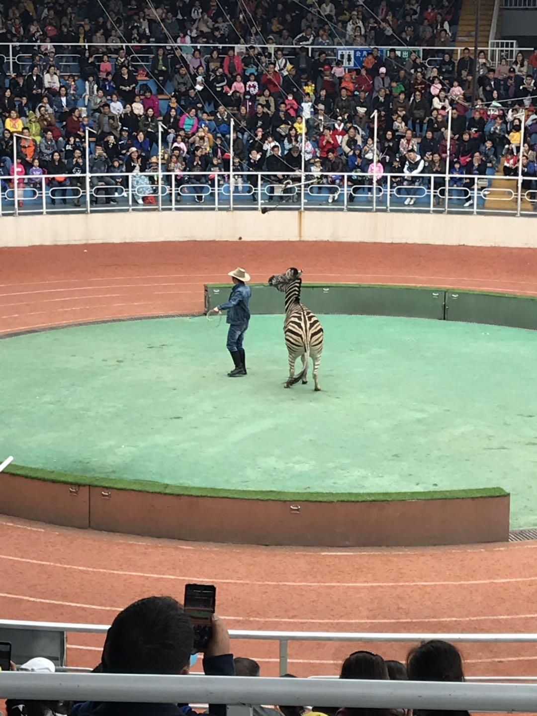 上海野生动物园太阳广场节目安排,上海野生动物园建议游玩时间