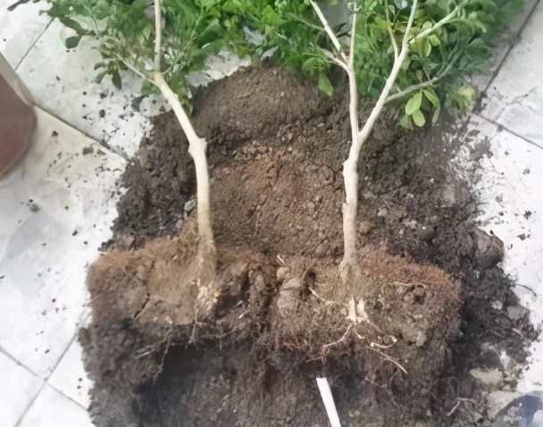 米兰花的上盆及养护,米兰上盆