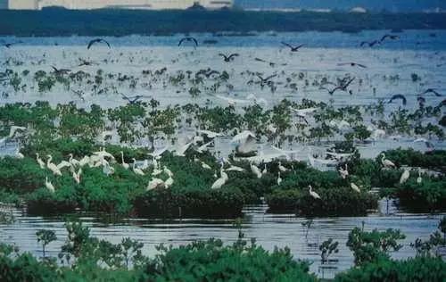 深圳遛娃必去景点免费过年,深圳适合儿童游玩的公园