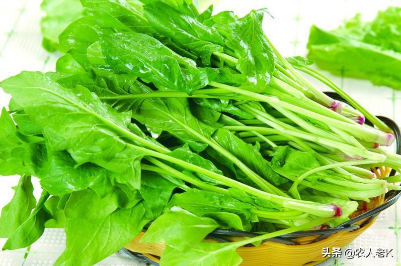 河南豫北地区种植菠菜的最佳时间,现在4月份菠菜怎么种植视频教程