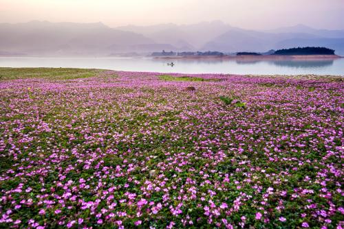 紫云英花色淡紫,看起来不仅仅是漂亮,更重要的是它有很多的作用