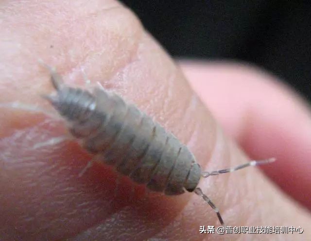 种菜防治病虫害最简单方法,种菜病虫害图片大全