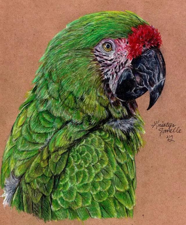 画鸟彩铅教程,画鸟彩铅