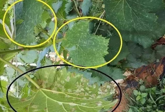 葡萄红蜘蛛病害图片,葡萄病害常用杀菌剂