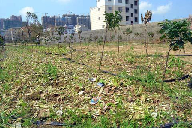 菜心烂心是何原因如何处理,大白菜心烂了怎么回事