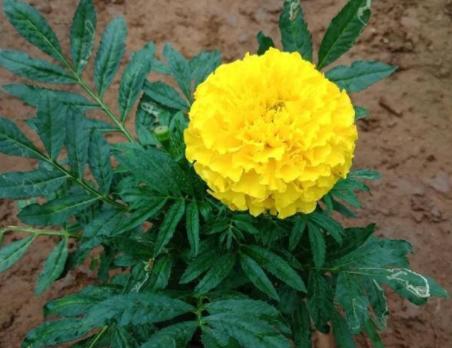 万寿菊感染斑枯病和花腐病,掌握这五个办法,枯萎病斑立马褪散