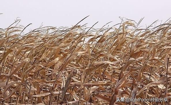 摄影光线运用,摄影拍出风的效果