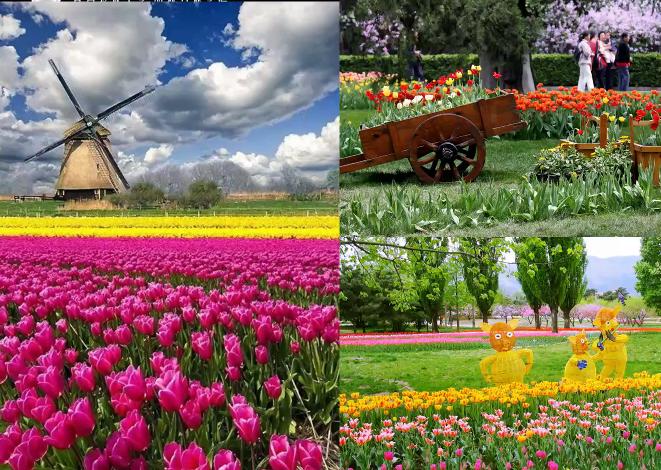 园林花卉学有哪些基础知识,园林花卉学书籍