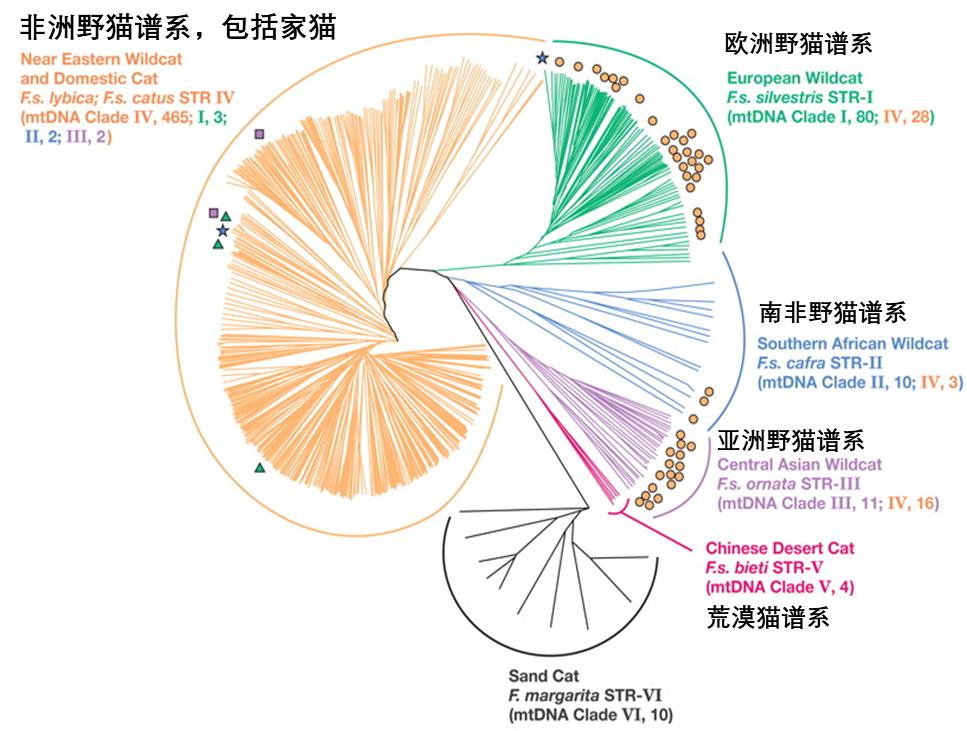 是人驯化了猫还是猫驯化了人呢,是人类驯化了猫还是猫驯化了人类