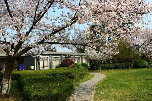 南京的春天,南京的春天视频