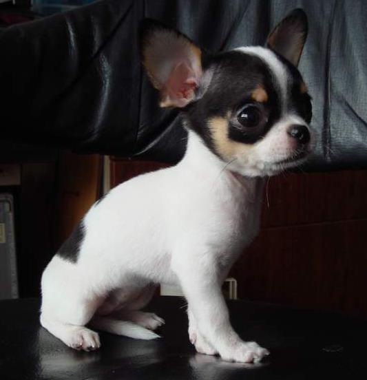 世界上一百种狗的图片,世界十种名贵狗