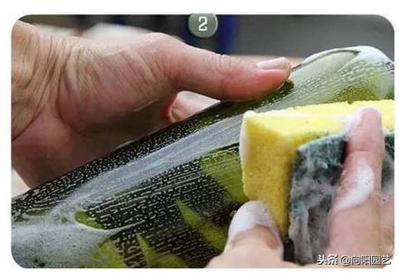 空酒瓶创意改造盆栽,室内盆栽植物专用瓶