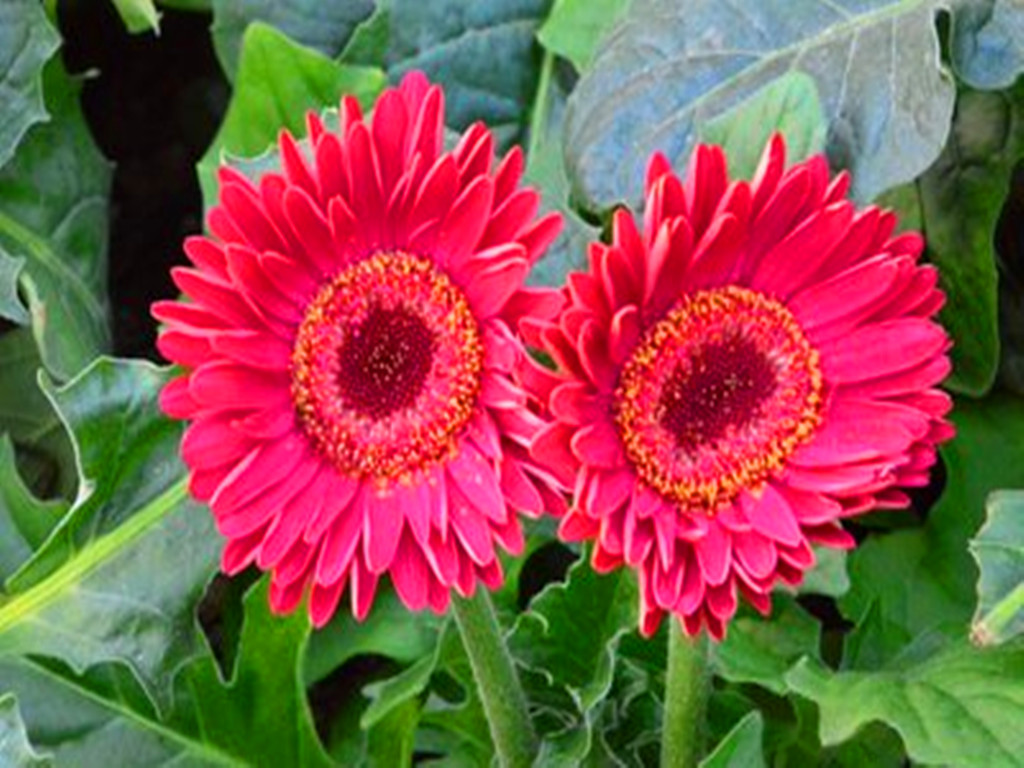 非洲菊烂根.红蜘蛛等病虫害，能治，但最好从预防抓起