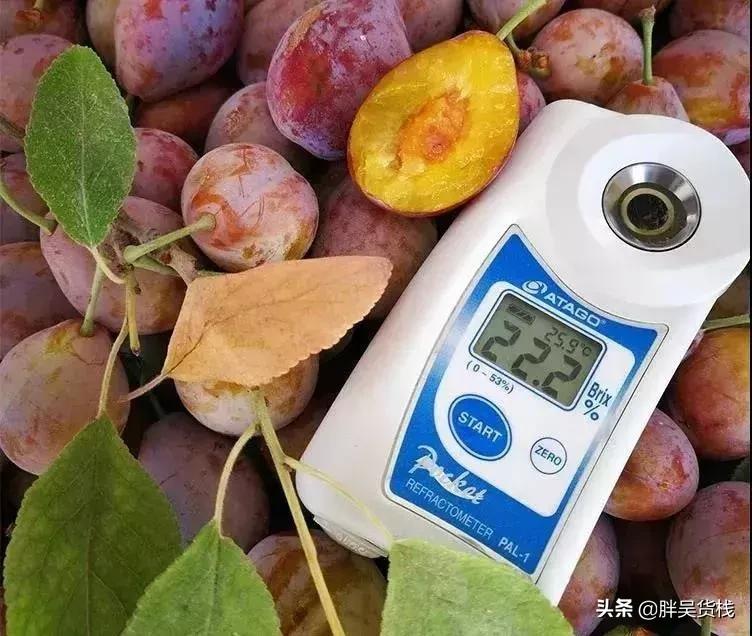 甜蜜多汁的新疆西梅你吃了吗,最顶级的西梅的味道