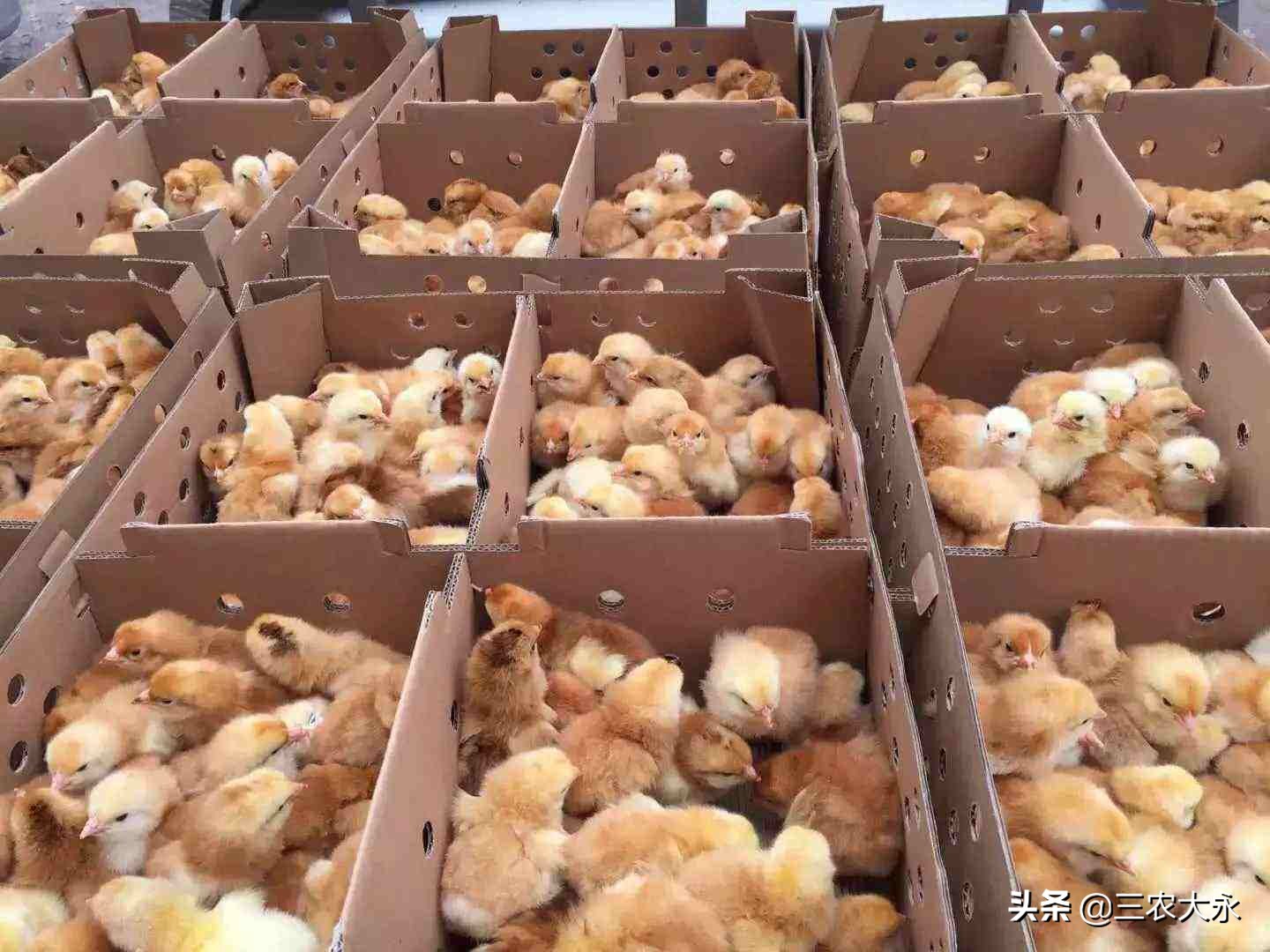 怎么判断鸡苗是否正常呢,如何鉴定鸡苗有质量问题